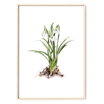 Schneeglöckchen, Poster, Kunstdruck Pflanzenposter Zeichnung - Buntstiftzeichnung, Reproduktion