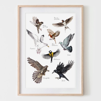 Heimische Vögel im Flug, Fine Art Print, Giclée Print, Poster, Kunstdruck, Zeichnung -