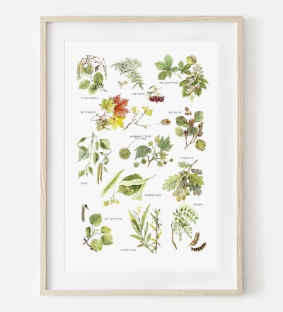 Blätter von Laubbäumen Fine Art Print Giclée Print Poster Kunstdruck Pflanzen Zeichnung -