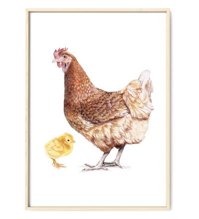 Huhn mit Küken Poster Kunstruck Zeichnung - Buntsstiftzeichnung Reproduktion