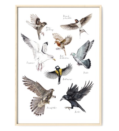Heimische Vögel im Flug Poster Kunstdruck DIN A3 - Buntstiftzeichnung Reproduktion