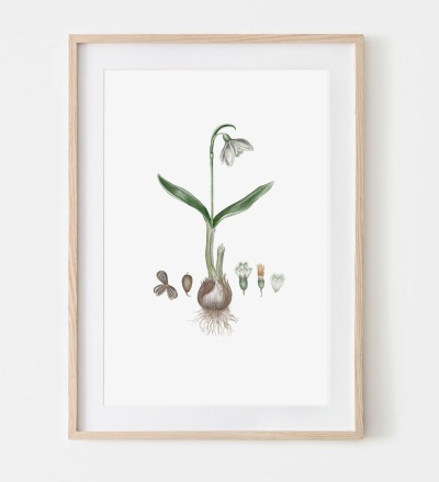 Schneeglöckchen Poster Kunstdruck Pflanzenposter Zeichnung - Buntstiftzeichnung Reproduktion