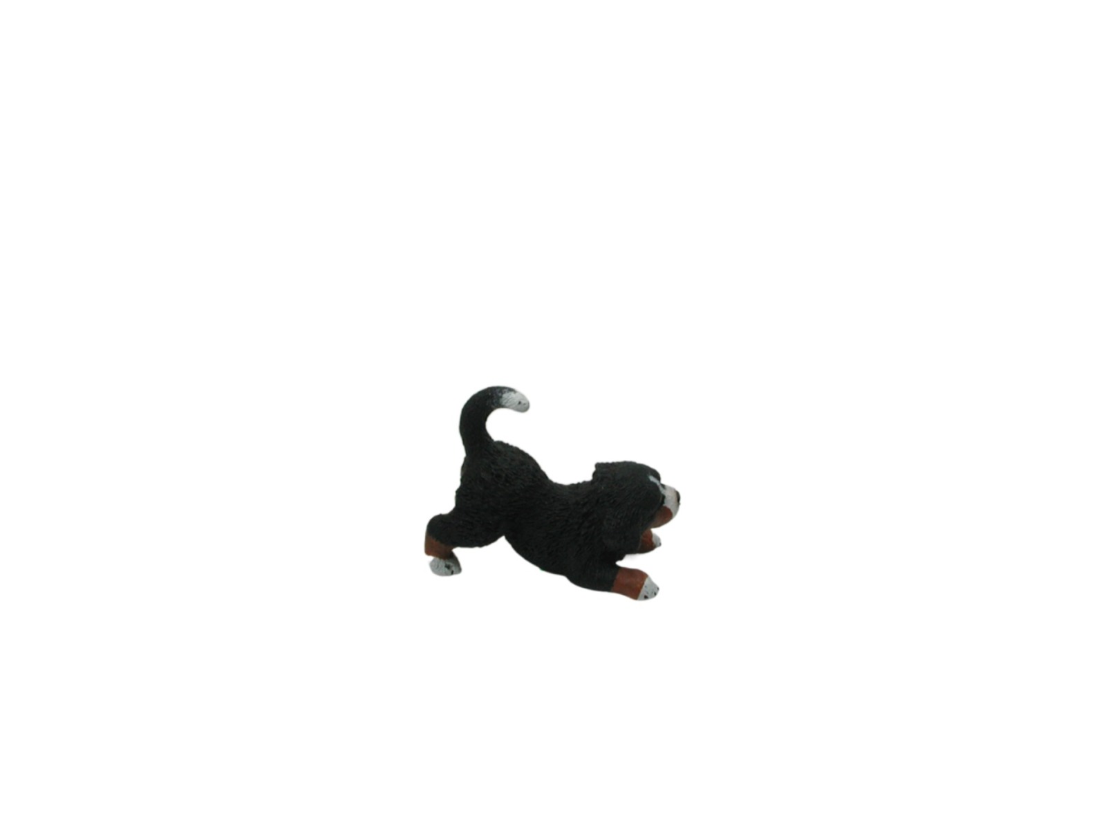 Berner Sennenhund Welpe