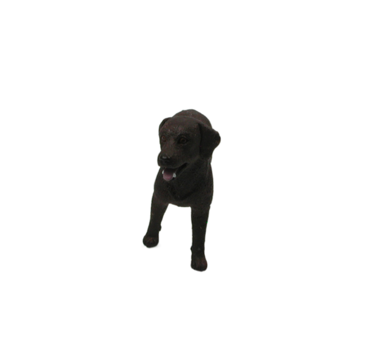 Brauner Labrador 5