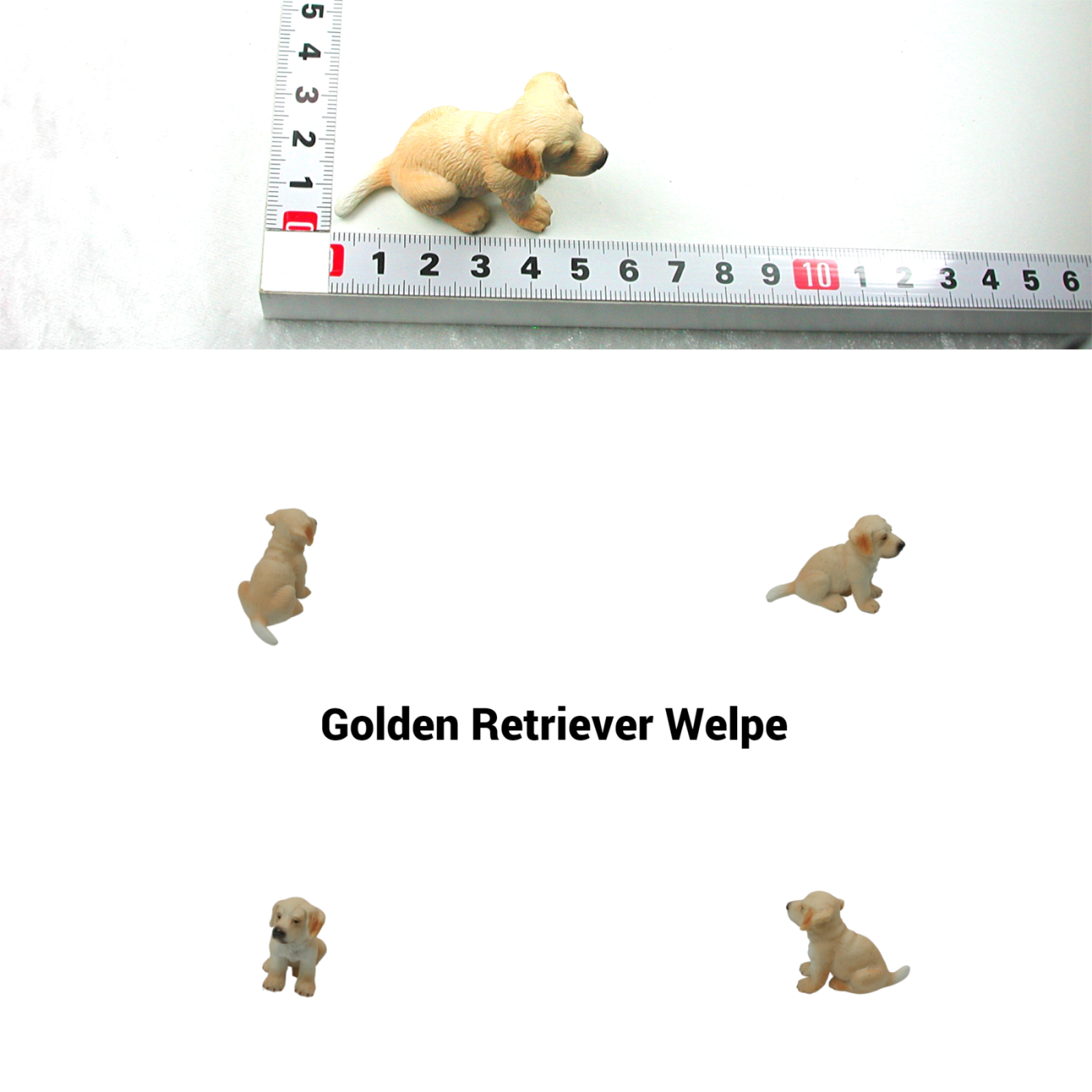 Golden Retriever Welpe 7