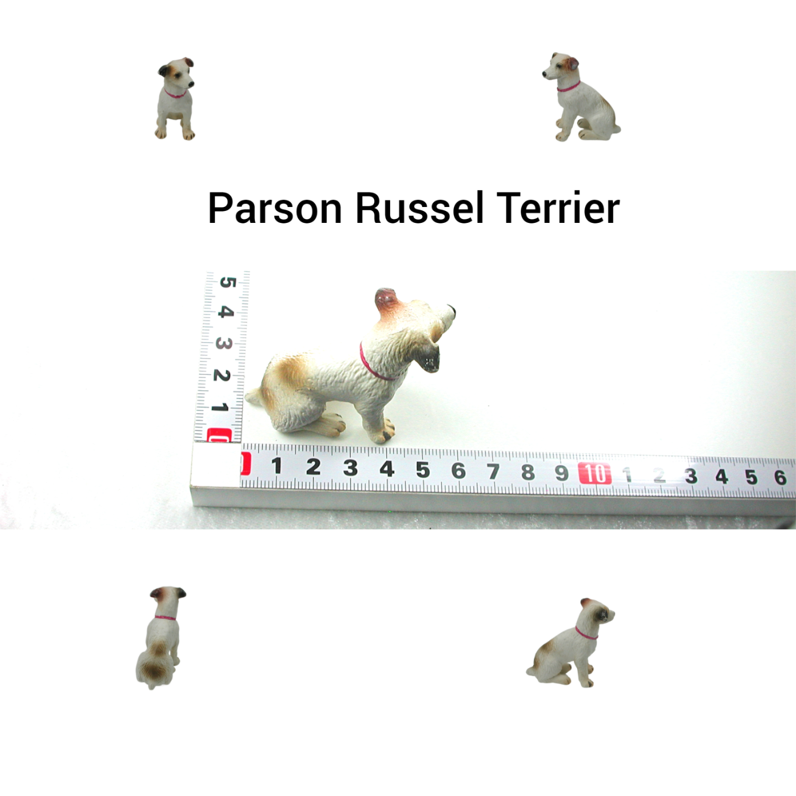 Parson Russel Terrier in Miniature 6
