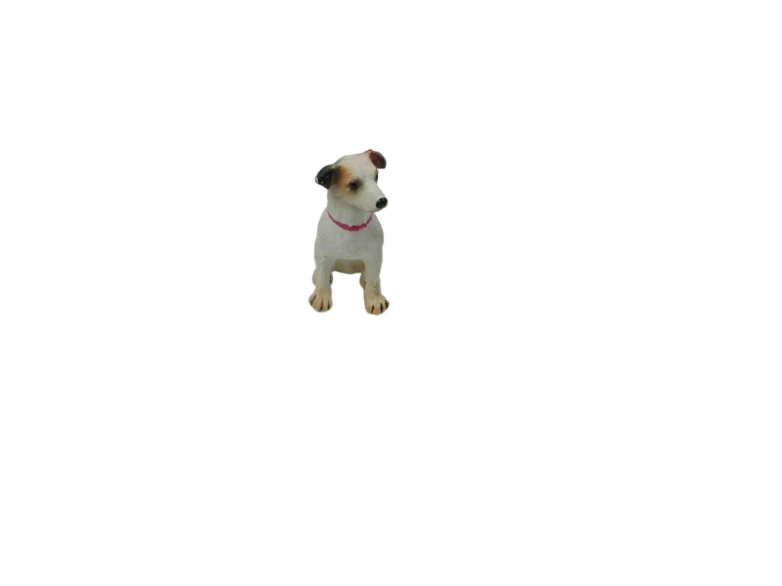 Parson Russel Terrier in Miniature 5