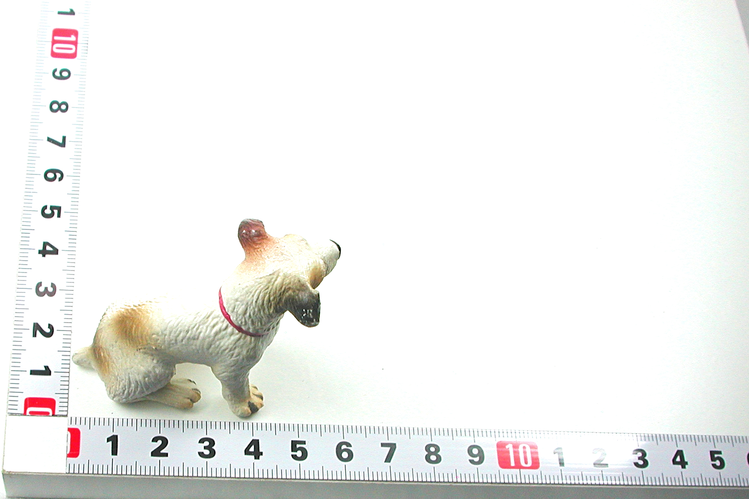Parson Russel Terrier in Miniature 4