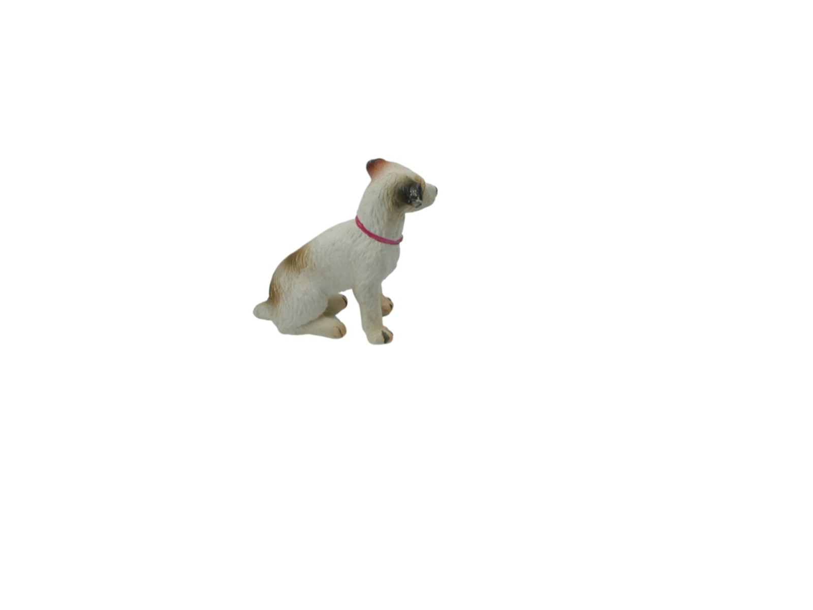 Parson Russel Terrier in Miniature 3