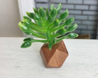 Grünpflanze in geometrischer Vase