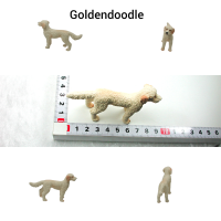 Goldendoodle 6