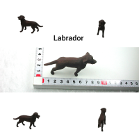 Brauner Labrador 7