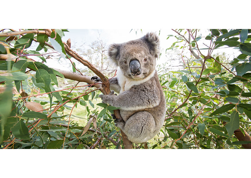 XXL-Postkarte Langformat von Geo Foto: John White Photos/Getty Images Koala