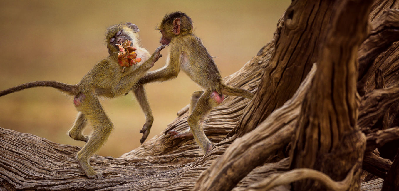 XXL-Postkarte Langformat von Geo Foto: Rian van Schalkwyk Wildlife Photo Safaris Affenpaar