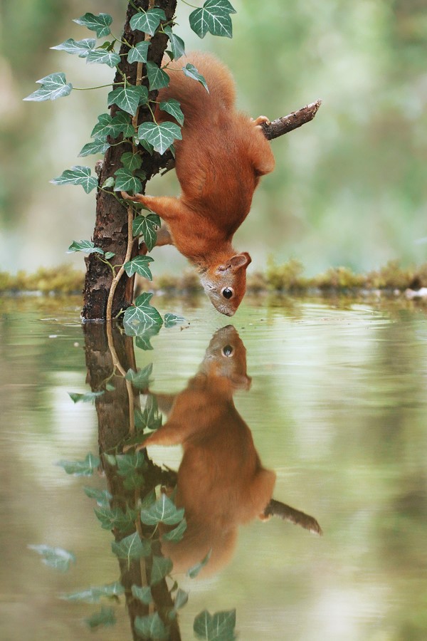 Postkarte Eichhörnchen spiegelt sich im Teich Julian Rad