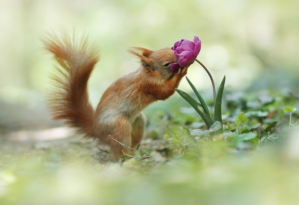 Postkarte A6 Eichhörnchen mit einer Tulpe Julian Rad