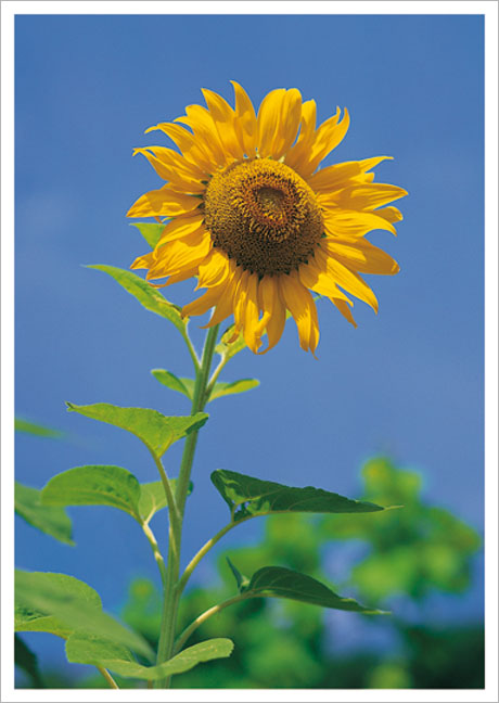Postkarte Sonnenblume vor blauem Himmel