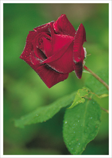 Postkarte Rose