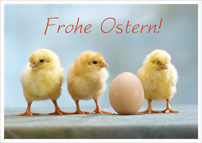 Postkarte Drei Küken und ein Ei