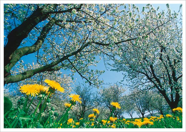 Postkarte Frühlingswiese