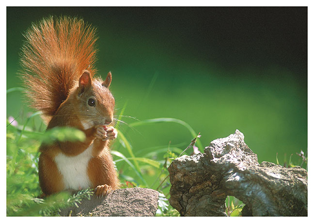 Postkarte knabberndes Eichhörnchen