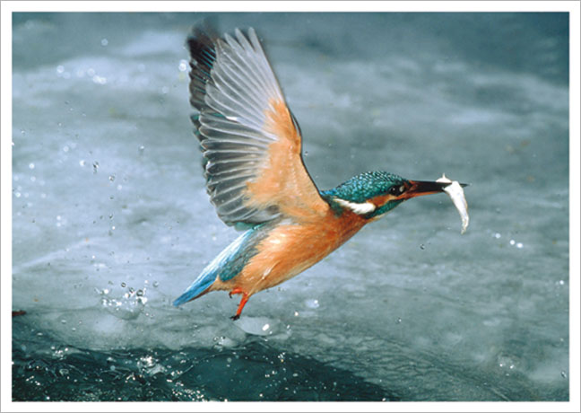 Postkarte Eisvogel beim Auftauchen aus dem Eisloch