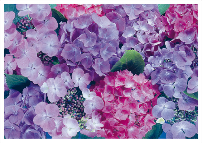 Postkarte Hortensienblüten