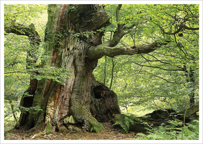 Postkarte Knorriger Baumstamm im Frühlingsgrün