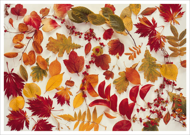 Postkarte Bunte Herbstblätter