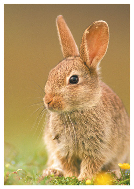 Postkarte Kaninchen im Feld