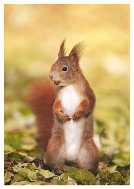 Postkarte Rotes Eichhörnchen