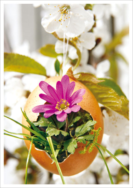 Postkarte Blume in Eierschale