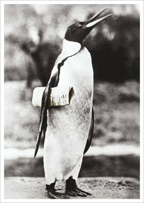 Postkarte Pinguin mit Notenblatt