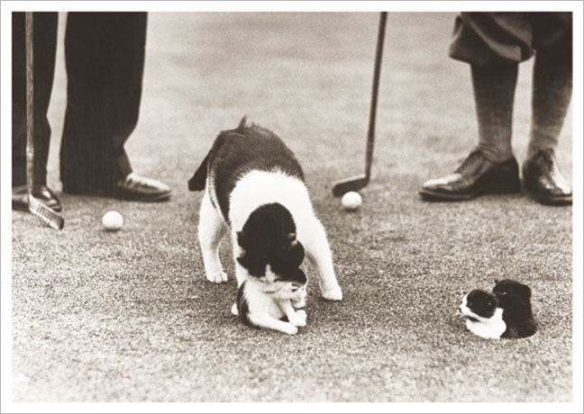 Postkarte Golf mit Katze