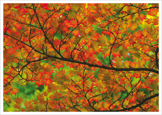 Postkarte Herbstbaum
