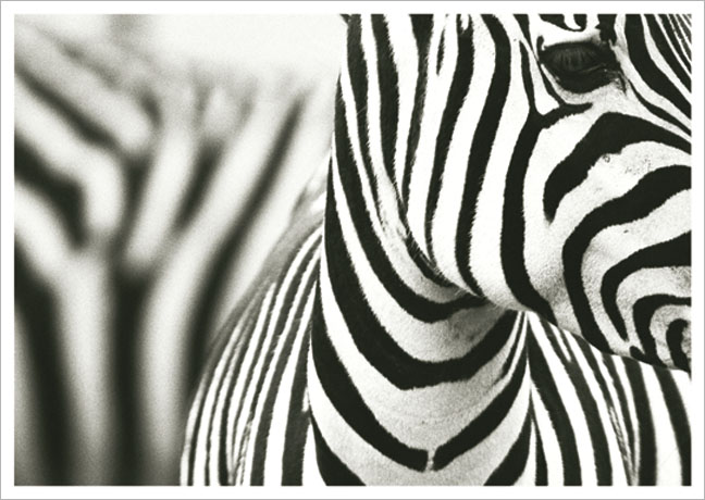 Postkarte Zebra