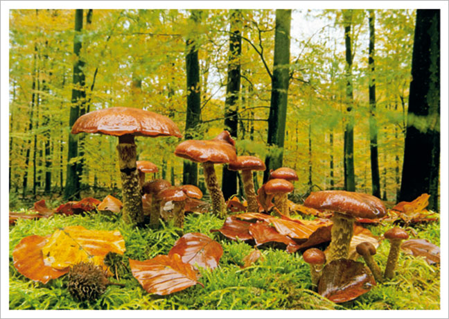 Postkarte Pilzlandschaft