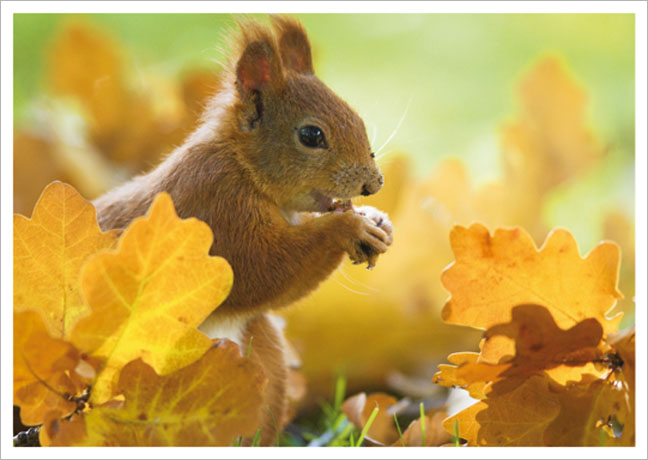 Postkarte Eichhörnchen im Herbstlaub
