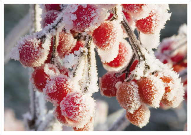 Postkarte Rote Beeren im Herbstfrost