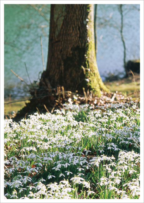 Postkarte Waldboden voller Schneeglöckchen