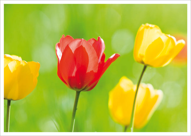 Postkarte Gelbe und rote Tulpenblüten