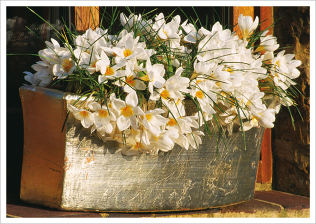 Postkarte Krokusse im Blumenkasten