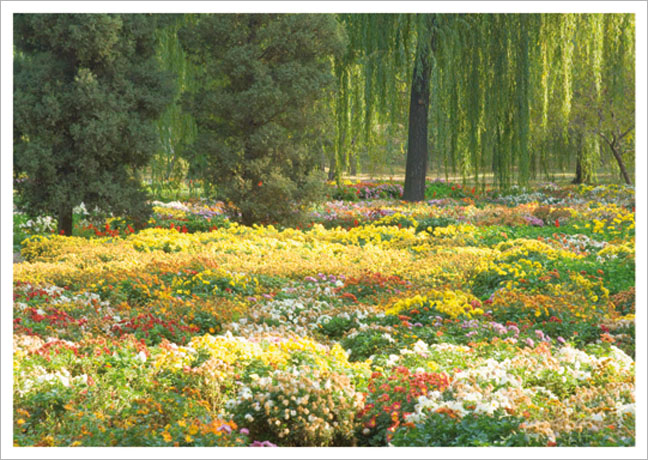 Postkarte Buntes Blumenmeer