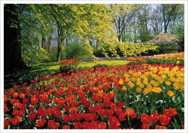 Postkarte Tulpenbeet