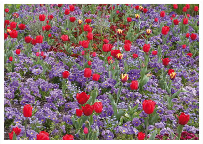 Postkarte Rote Tulpen und blaue Stiefmütterchen