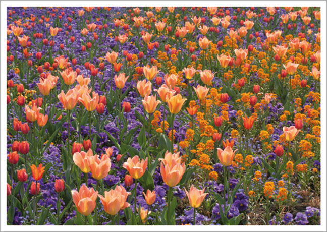Postkarte Frühlingsbeet mit Tulpen