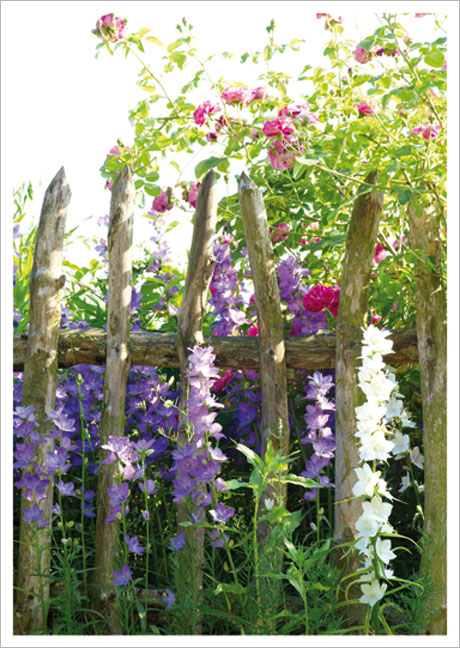 Postkarte Blumen am Gartenzaun