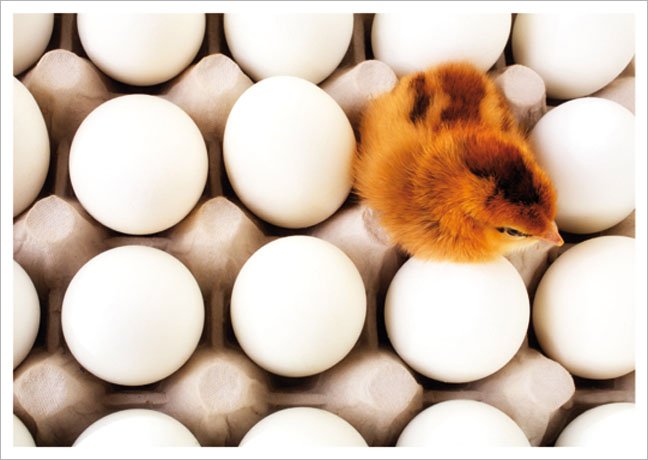 Postkarte Küken auf Eiern