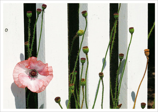 Postkarte Mohnblüte im Zaun