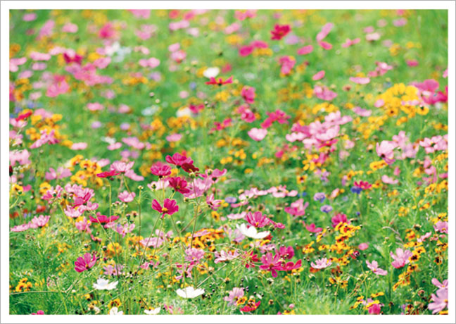 Postkarte Wildblumen im Tal